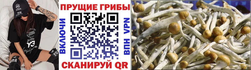 Галлюциногенные грибы мицелий  Новосиль 